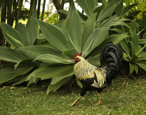 rooster  bird  feral animal