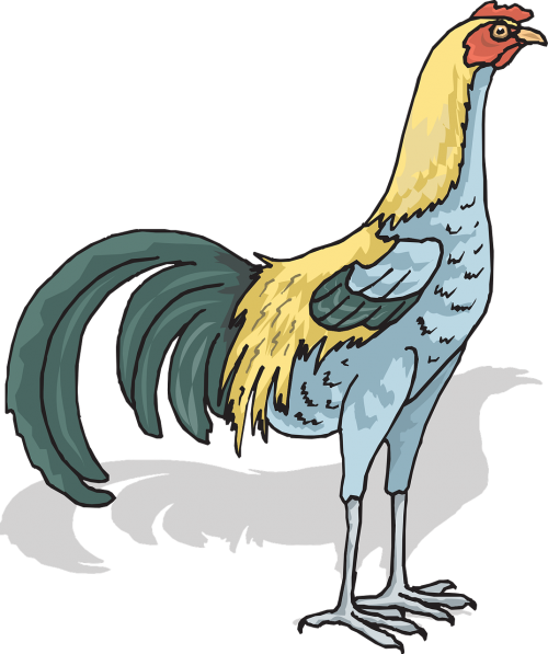 rooster cock cockerel