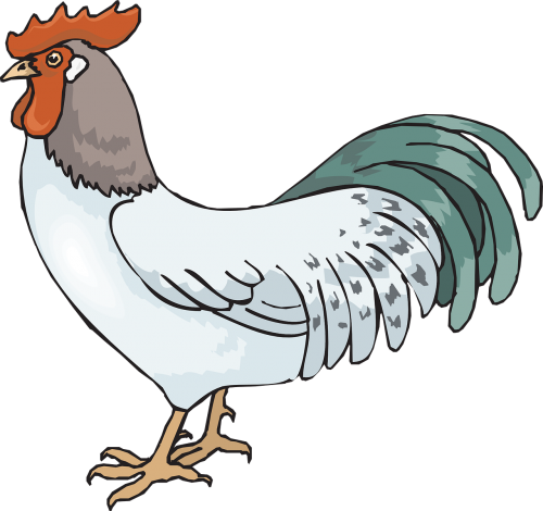 rooster cockerel cock