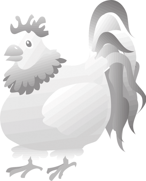rooster bird grey