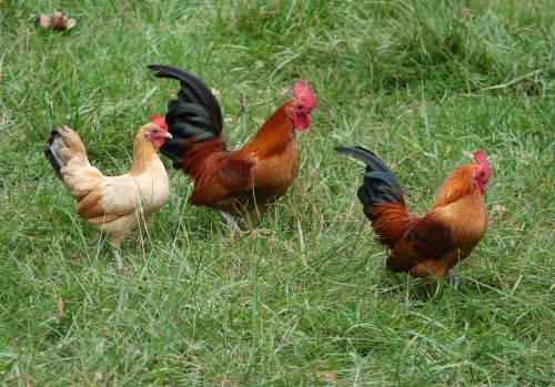 rooster chickens hens
