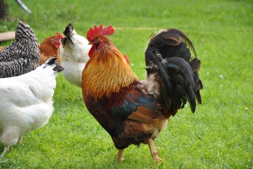 rooster village farm