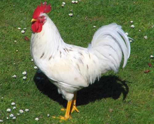 rooster poultry bird