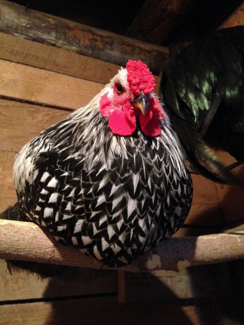 rooster chicken wyandotte
