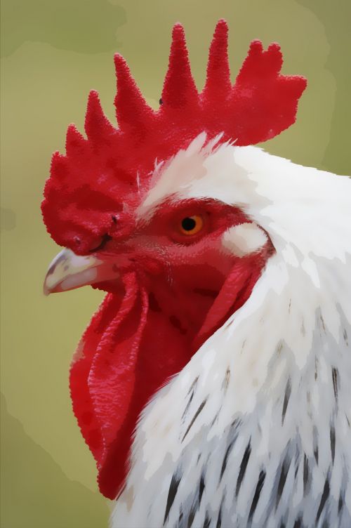 rooster cockerel hen
