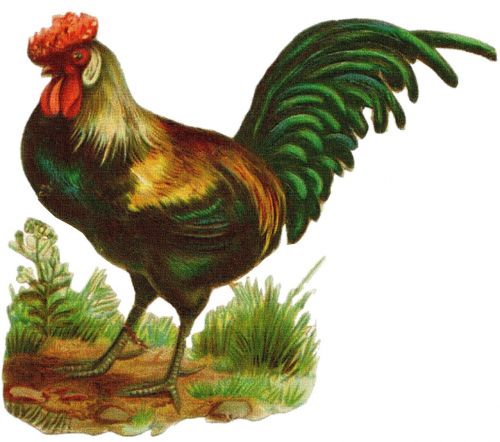 rooster vintage drawing