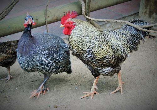 Rooster And Guinea Fowl