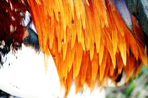 rooster feathers hahn feather