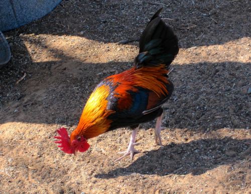 Rooster Foraging