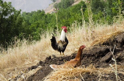 rooster hen rooster cock