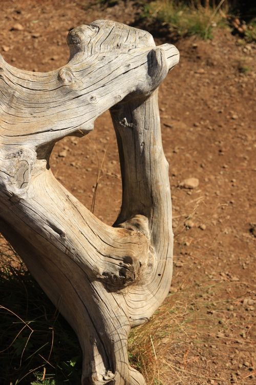 root wood log