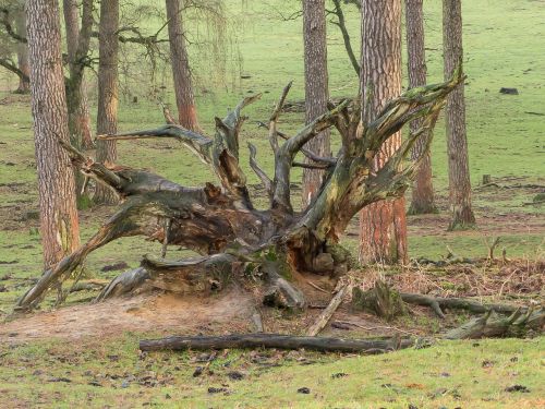 root forest tree