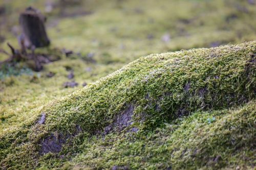 root moss tree