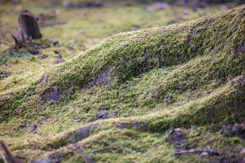 root moss tree