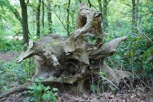 root tree nature
