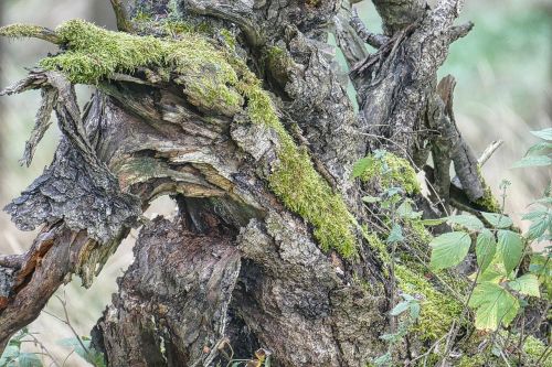 root moss nature