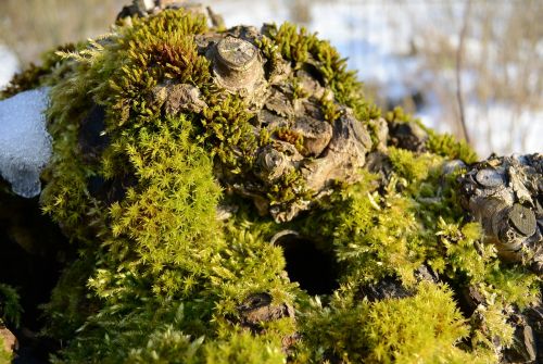 root moss tree stump