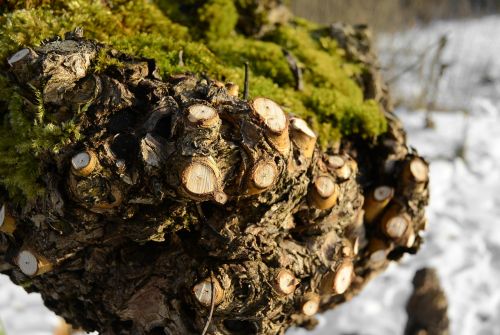 root nature moss