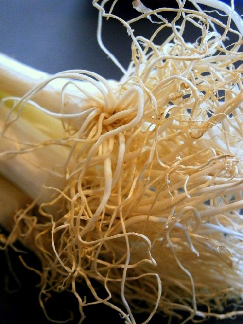 root leek onion