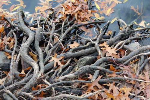 root forest tree