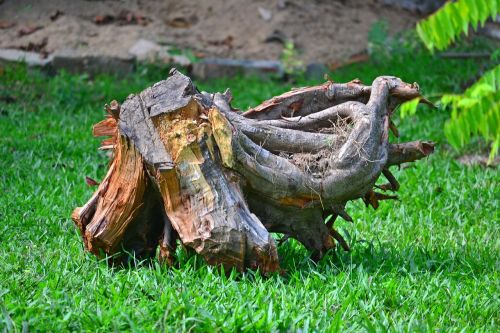 root log wooden log