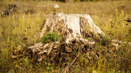 root forest tree