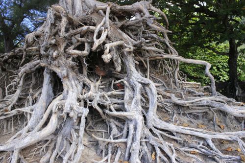 root tree environment