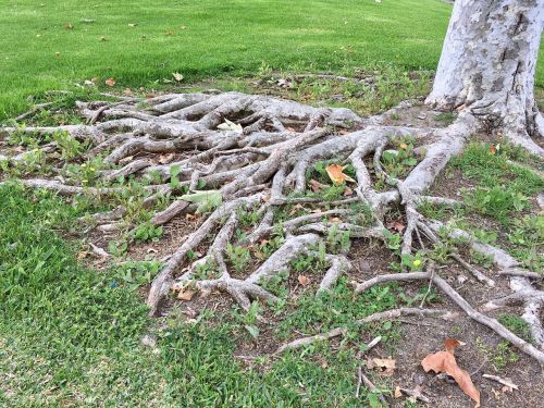 root tree grass