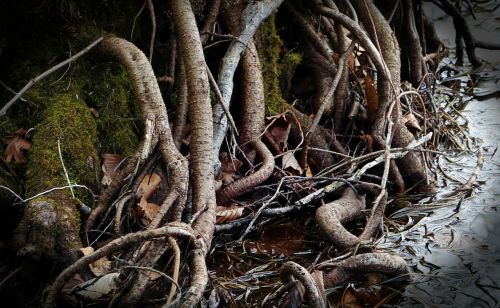root overgrown devoured