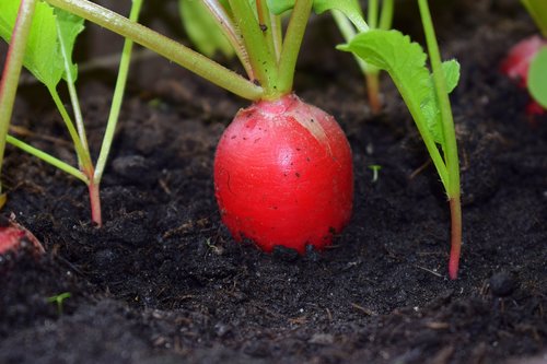 root  earth  agriculture