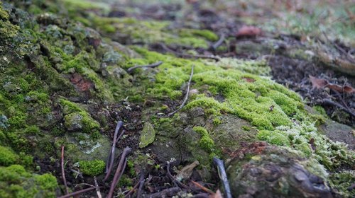 root  tree  moss