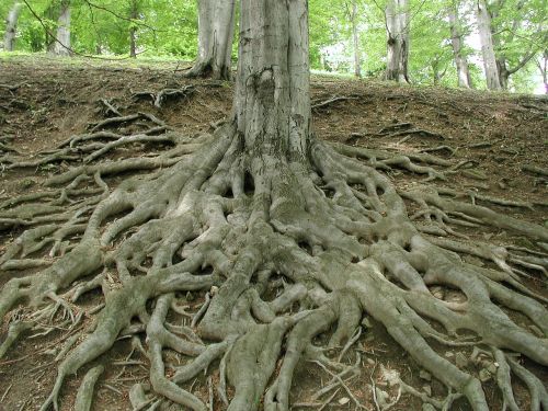 root log tree