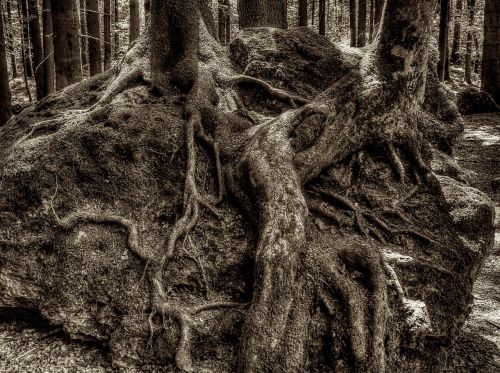 root tree root druid grove