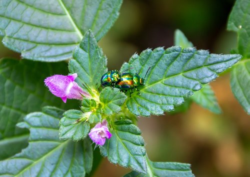 root  animal  insect