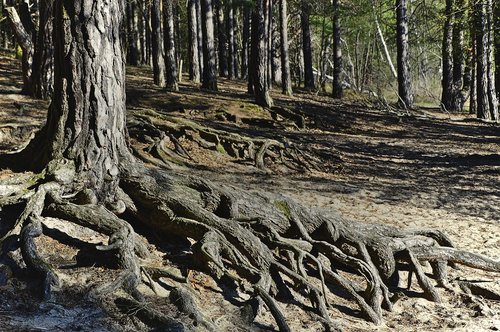 root  tree roots  forest