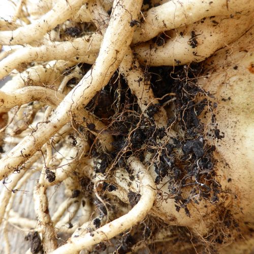 root tuber earth