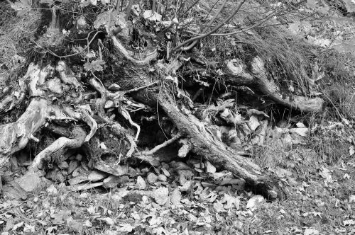 root stones leaves