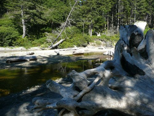 root pond water