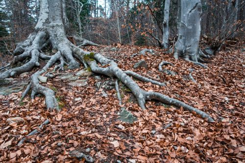 root tree autumn
