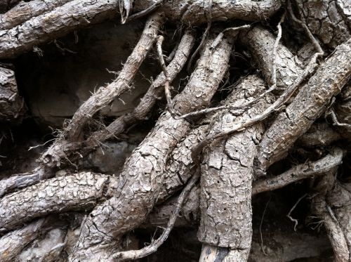 root tree nature