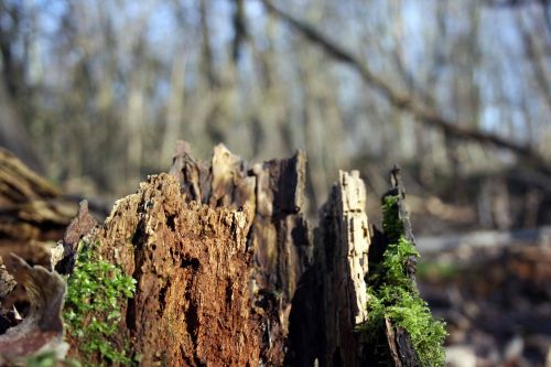 root tree rot tree root