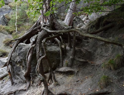 root tree root birch