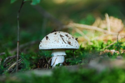 root champignon mushroom white