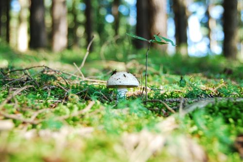 root champignon mushroom white