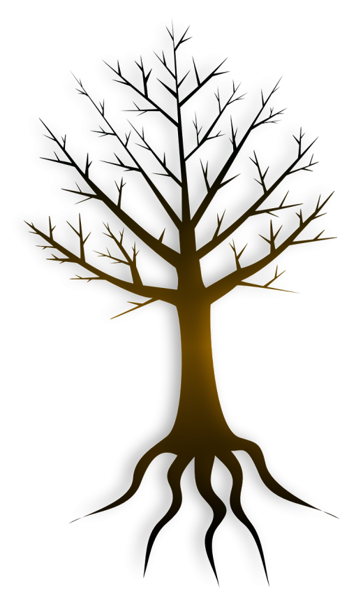 roots tree fall