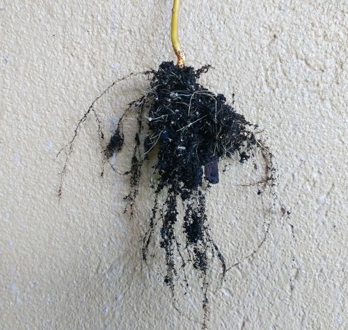 roots soil stem