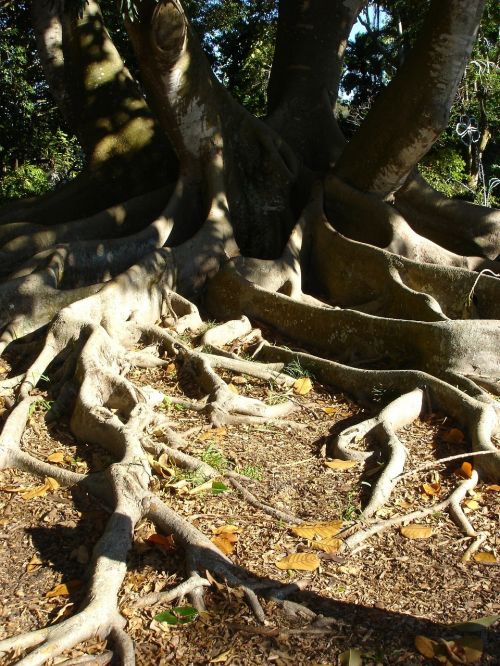 roots tree cypress