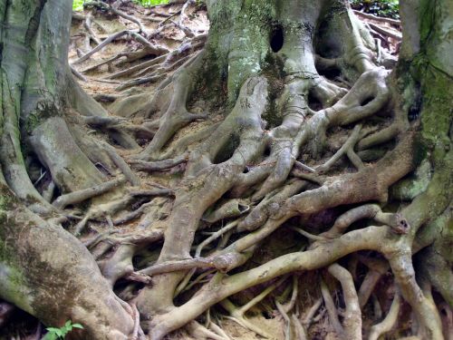 roots tree nature