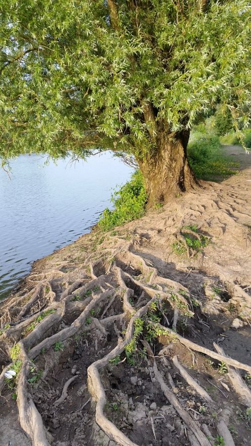 roots tree meinderswijk