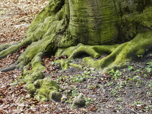 roots trees forest